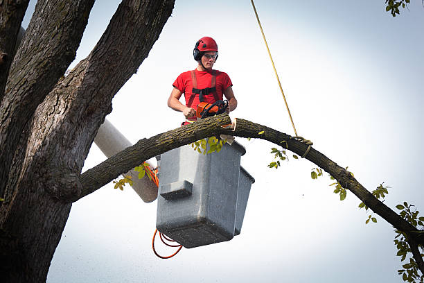How Our Tree Care Process Works  in  Roosevelt, UT